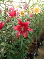 [5174 Borrello No02.JPG]